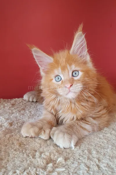 Котенок мейн-кун