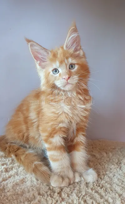 Maine Coon kitten
