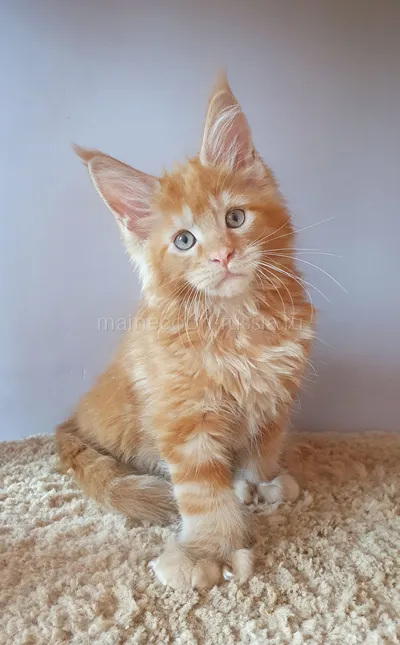 Maine Coon kitten