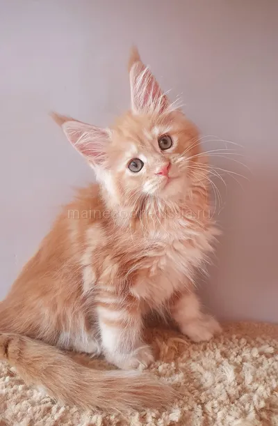 Котенок мейн-кун