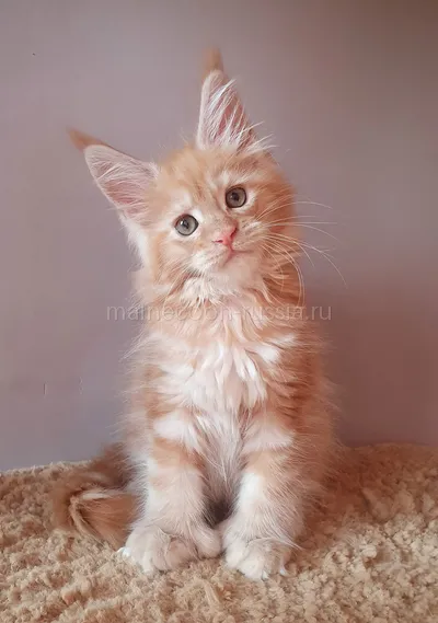 Котенок мейн-кун