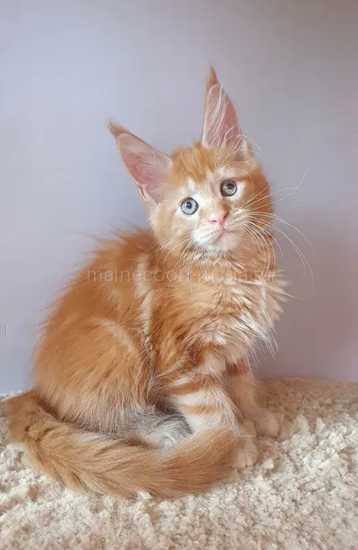 Maine Coon kitten