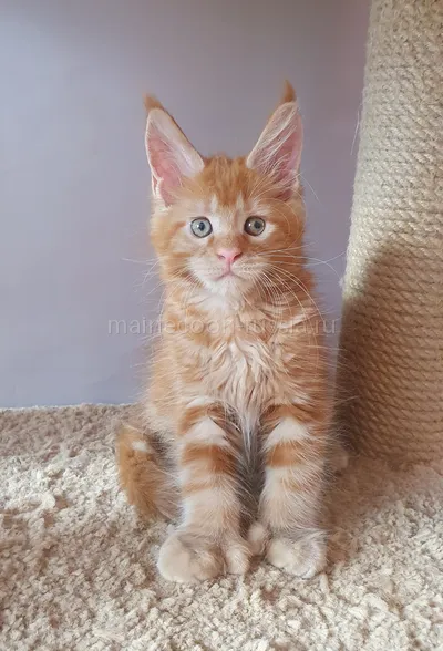 Maine Coon kitten