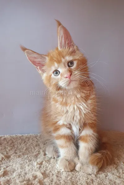 Maine Coon kitten