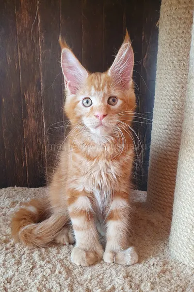 Зорик — Maine Coon kitten, Red MCO d