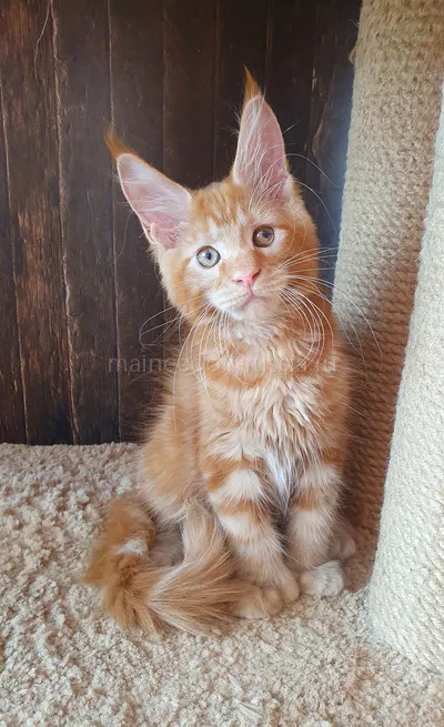 Зорик — Maine Coon kitten, Red MCO d