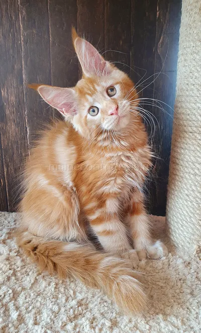Зорик — Maine Coon kitten, Red MCO d