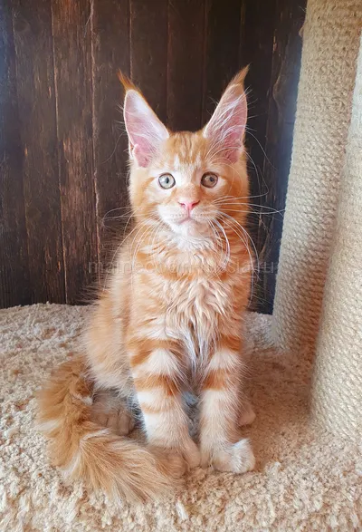 Зорик — Maine Coon kitten, Red MCO d