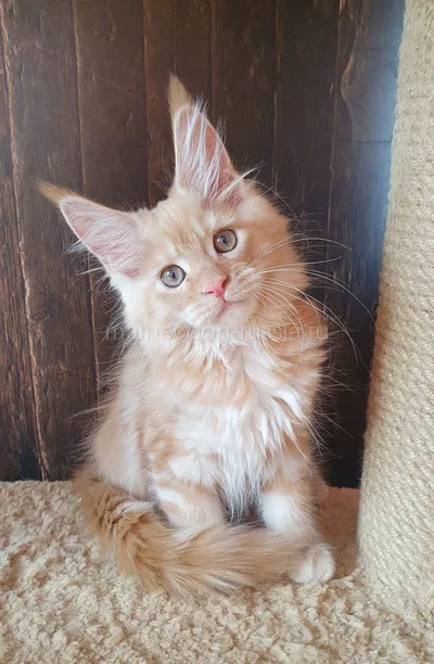 Злата — Maine Coon kitten, Red smoke MCO ds