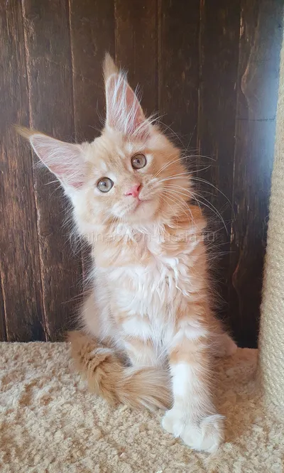 Злата — Maine Coon kitten, Red smoke MCO ds