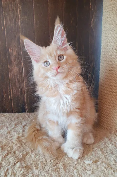 Злата — Maine Coon kitten, Red smoke MCO ds