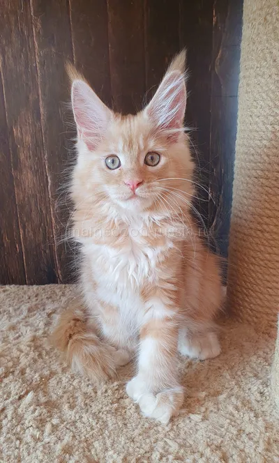 Злата — Maine Coon kitten, Red smoke MCO ds