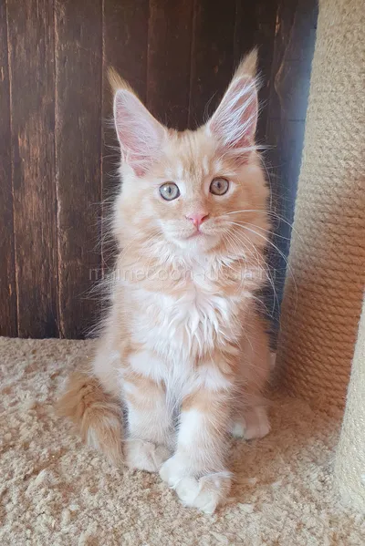 Злата — Maine Coon kitten, Red smoke MCO ds