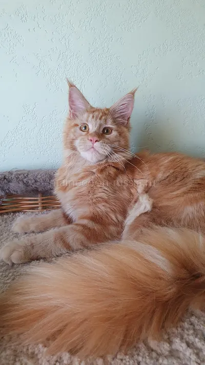 Дольче — Maine Coon kitten, Red MCO d