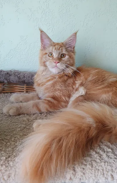 Дольче — Maine Coon kitten, Red MCO d