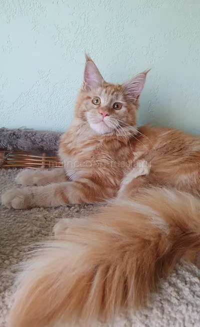 Дольче — Maine Coon kitten, Red MCO d