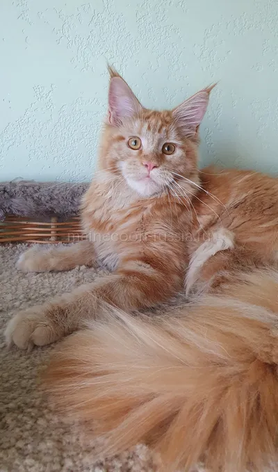 Дольче — Maine Coon kitten, Red MCO d