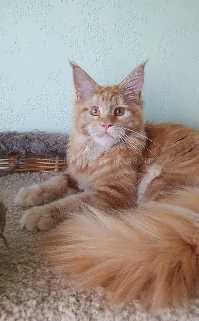 Дольче — Maine Coon kitten, Red MCO d
