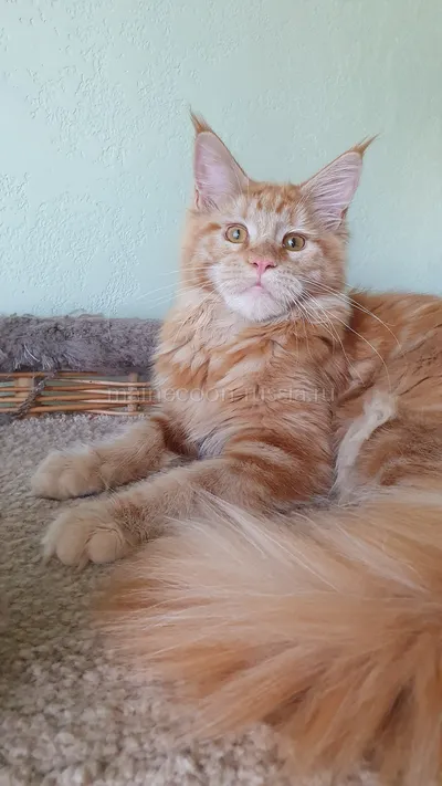 Дольче — Maine Coon kitten, Red MCO d