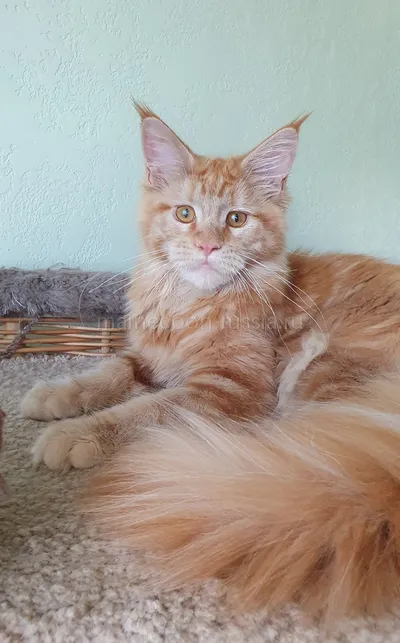 Дольче — Maine Coon kitten, Red MCO d