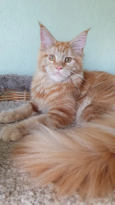 Дольче — Maine Coon kitten, Red MCO d