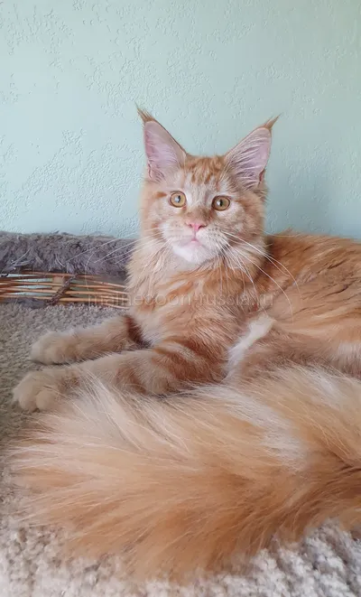 Дольче — Maine Coon kitten, Red MCO d