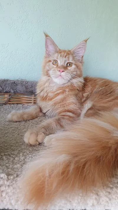 Дольче — Maine Coon kitten, Red MCO d