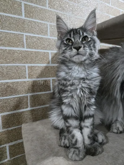 Laura — Maine Coon kitten, Black Silver Classic Tabby MCO ns 22