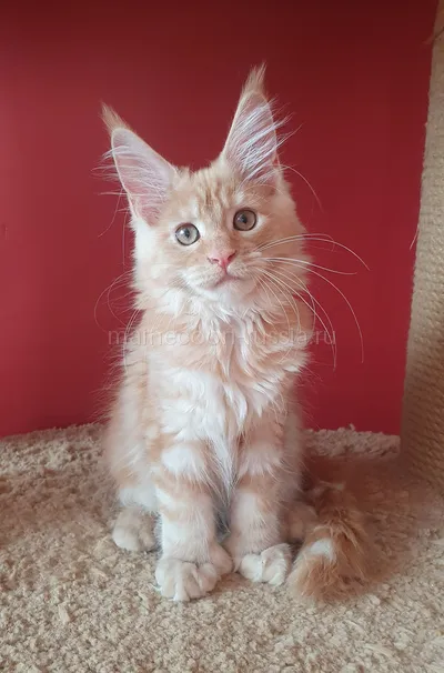 Злата — Maine Coon kitten, Red smoke MCO ds