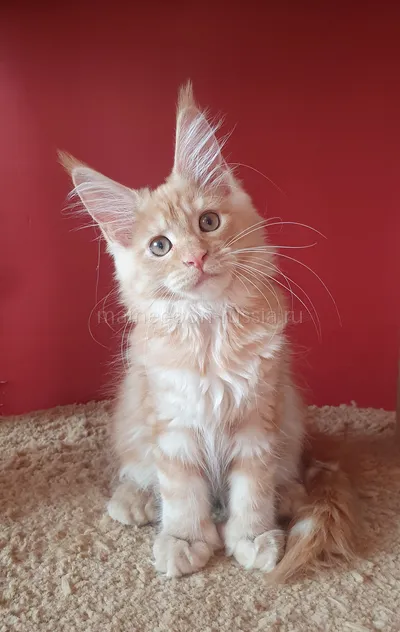 Злата — Maine Coon kitten, Red smoke MCO ds