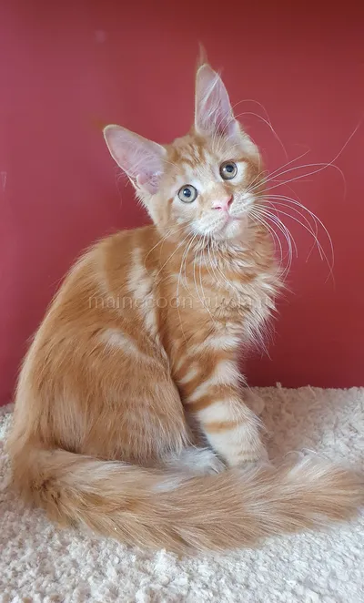 Зорик — Maine Coon kitten, Red MCO d