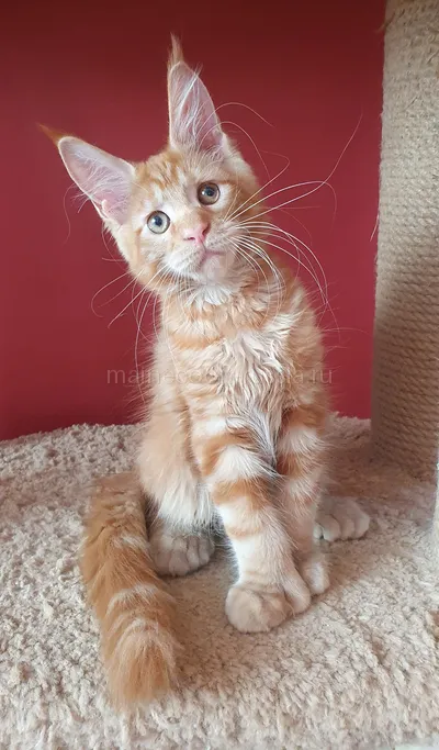 Зорик — Maine Coon kitten, Red MCO d