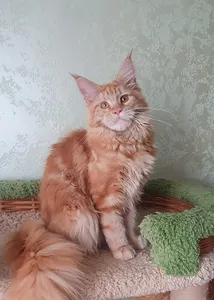 Дольче