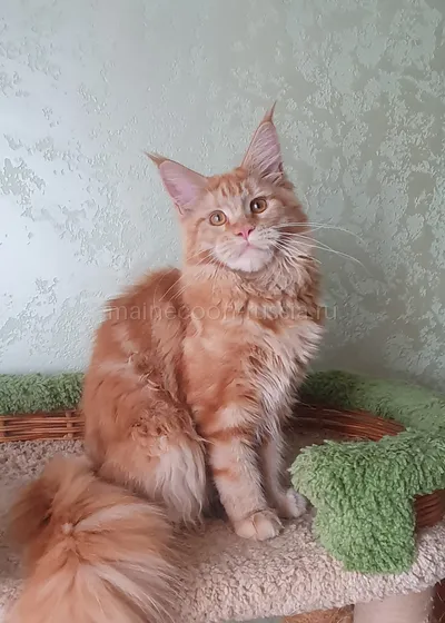 Дольче — Maine Coon kitten, Red MCO d