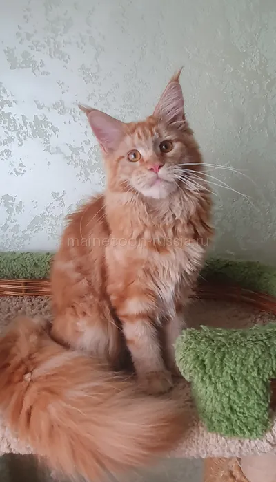 Дольче — Maine Coon kitten, Red MCO d