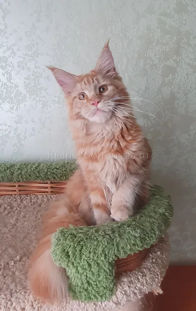 Дольче — Maine Coon kitten, Red MCO d