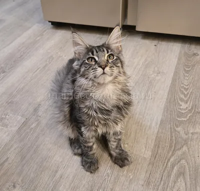 Laura — Maine Coon kitten, Black Silver Classic Tabby MCO ns 22