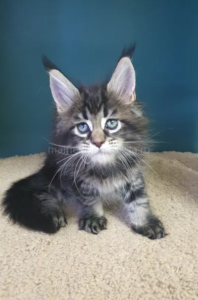 Иден — Maine Coon kitten, Black classic Tabby (Brown) MCO n 22