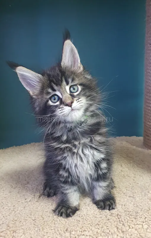 Maine Coon kitten Black classic Tabby (Brown) MCO n 22 Girl