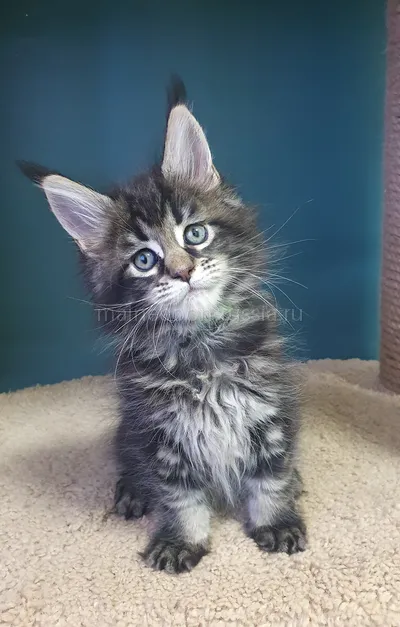 Иден — Maine Coon kitten, Black classic Tabby (Brown) MCO n 22