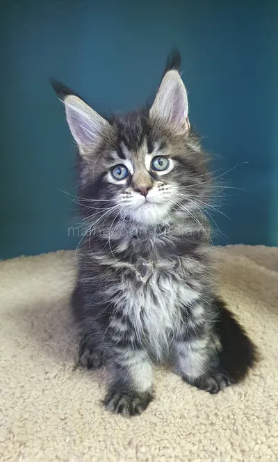 Иден — Maine Coon kitten, Black classic Tabby (Brown) MCO n 22