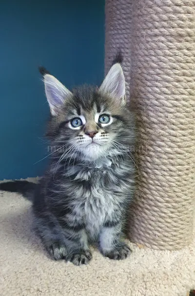 Иден — Maine Coon kitten, Black classic Tabby (Brown) MCO n 22