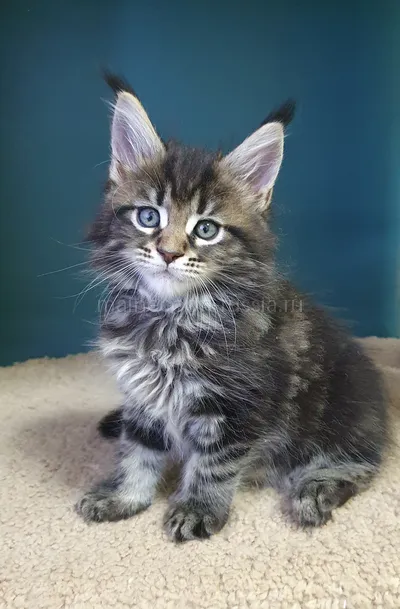 Иден — Maine Coon kitten, Black classic Tabby (Brown) MCO n 22