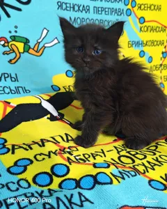 Котенок мейн-кун