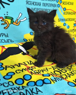 Котенок мейн-кун