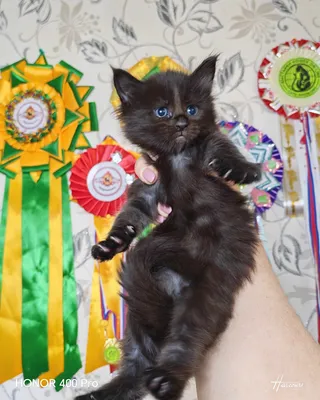Котенок мейн-кун