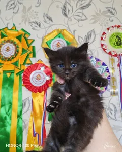 Котенок мейн-кун