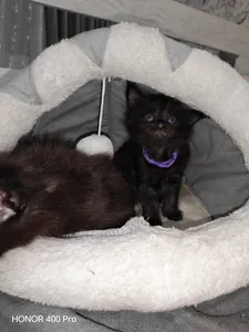 Котенок мейн-кун