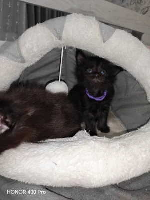 Котенок мейн-кун