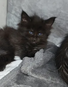 Котенок мейн-кун